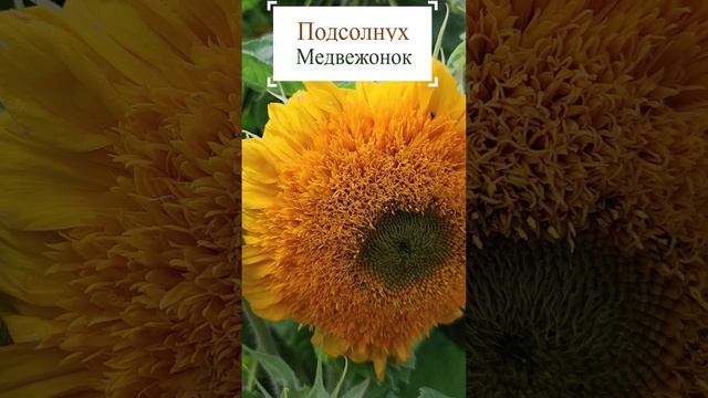 Подсолнух Медвежонок.??