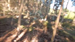 Как Растёт дерево ЭВКАЛИПТ в ЕВРОПЕ