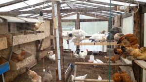 Устройство курятника. Переселение цыплят в курятник.