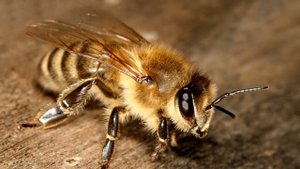 ТОП 10 - САМЫЕ ШОКИРУЮЩИЕ РЕКОРДЫ ГИННЕСА