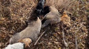 Охота на барсука 30.10, 2022