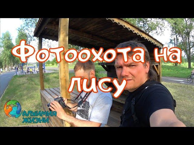 Фотоохота На Лису/Остров Татышев/Красноярск/Суслики
