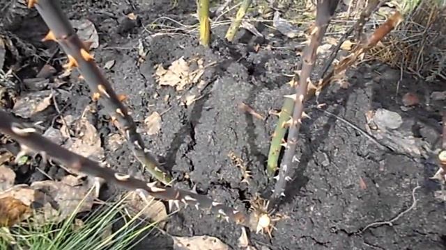 МЫ НА ДАЧЕ ПЕРВЫЙ РАЗ ПОСЛЕ ЗИМЫ смотреть онлайн