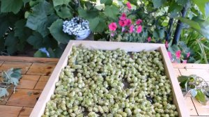 Собираем урожай ХМЕЛЯ