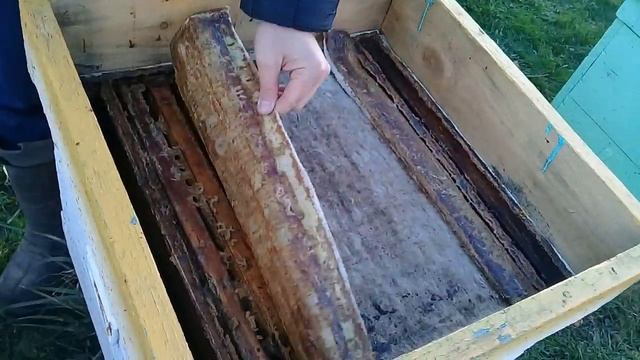 ?Обработка от клеща варроа. Разговор смотреть онлайн