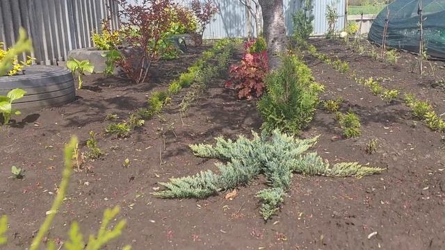 578.Барбарис ,черенки этого года и прошлогодние. смотреть онлайн