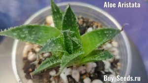 Aloe Aristata - Алое Остистое