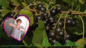 Черная Смородина - Алена Росс