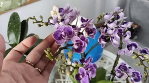 РАСПАКОВКА Бриллиантовой ОРХИДЕИ ? с интернет магазина flowers-yuga.ru