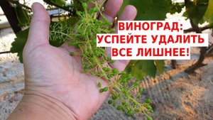 Нагрузка винограда. Сколько кистей оставлять на винограде