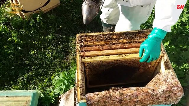 формирование отводков, налет на матку, подсадка маток смотреть онлайн