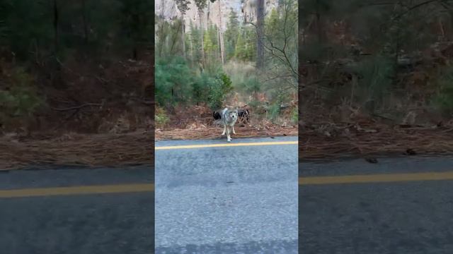 Coyote or Wolf ?? Encounter in Yosemite NP