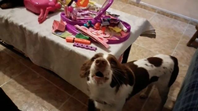 Собака поёт!!! смотреть онлайн