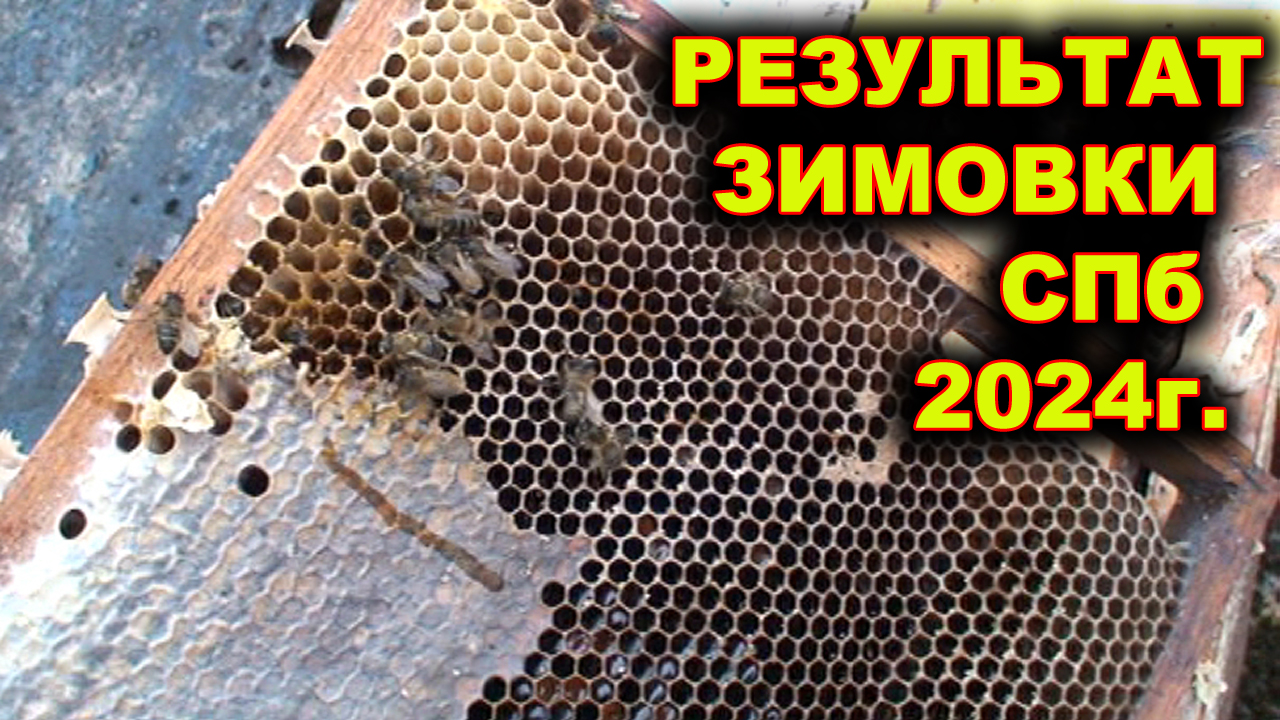 Результат зимовки пчёл, 2024 г. СПб.