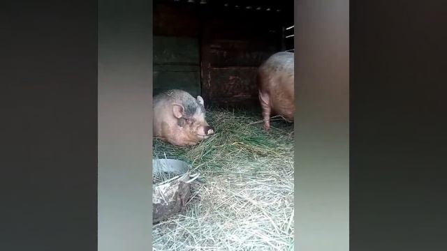 Вьетнамская семья в нашем хозяйстве. смотреть онлайн