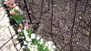 Цветы и красота в саду