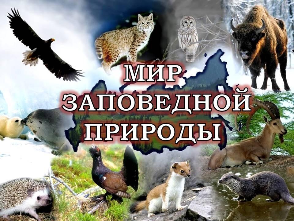 Картинка мир заповедной природы