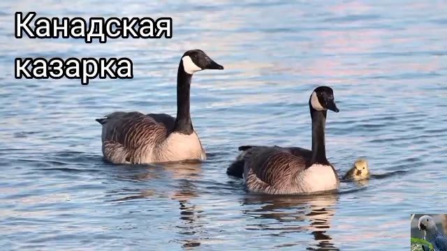 Казарки или Чёрные гуси (виды) смотреть онлайн