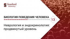 Биология поведения человека_Лекция #13. Неврология и эндокринология_продвинутый уровень[Р.Сапольски]