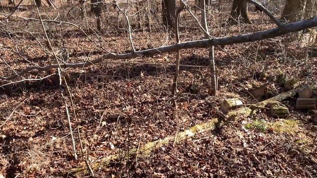 Fatwood Mother Load!!  #fatwood #outdoors #woodhound #firewood смотреть онлайн