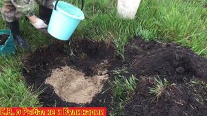 Как посадить белую смородину чтоб она прижилась.Посадка белой смородины весной.