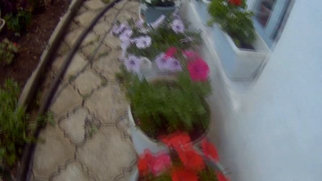 Петуния по сортам и названиям?КАК РАЗЛИЧАЮ?