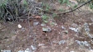 Дольмены на горе Кошка в Симеизе