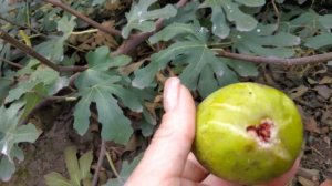 для чего обрываем листья на инжира и других растениях!!! смотрите и удивляйтесь!!!