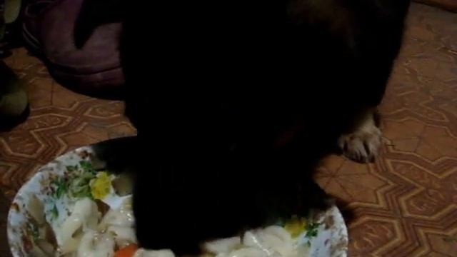 Кормление Немецкой овчарки в 2 месяца. 25 апреля 2016 г. смотреть онлайн