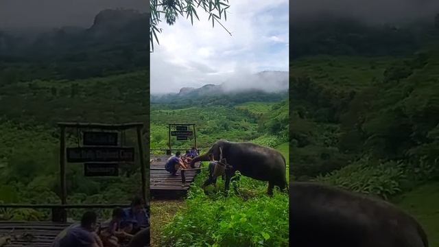 Full Day Blue Daily Elephant Care Sanctuary, Rock Tower Trail