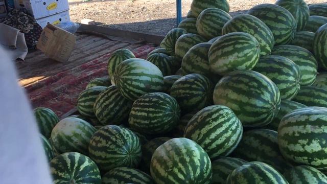 Астраханские арбузы смотреть онлайн