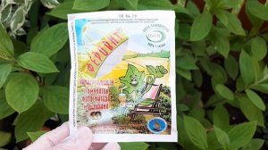 Хлороз гортензии  Как будем лечить