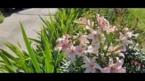 Лилия азиатская махровая "Bentley".