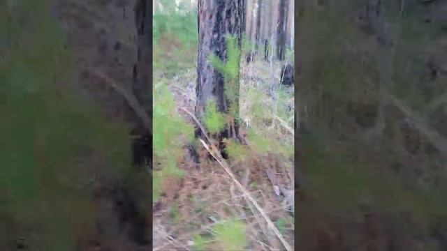 Сон-трава..sleep grass смотреть онлайн