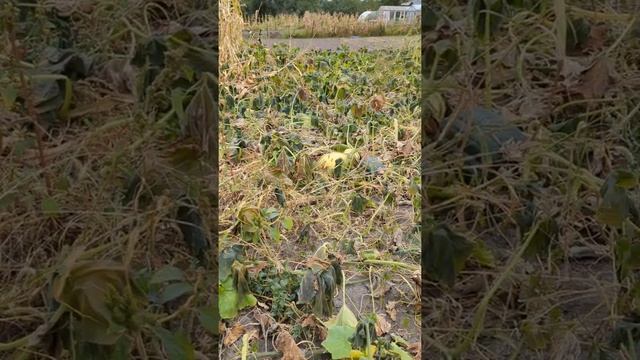 Перший заморозок на Київщині. Приморозило гарбузи