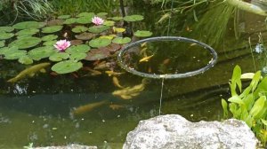 кормление карпа кои