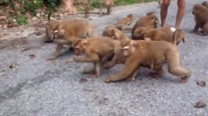 Phuket Attractions - Monkey Hill in Phuket town.wmv