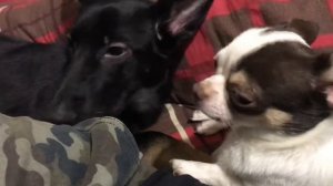 Большая собака съела чихуахуа.