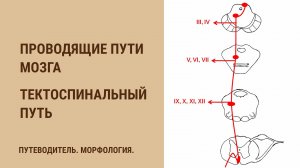 Проводящие пути мозга. Тектоспинальный путь