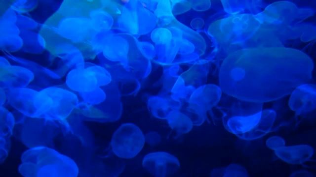 Медузы на голубом фоне. Jellyfish on a blue background. смотреть онлайн