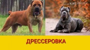 Бурбуль против Кане корсо. Boerboel against Cane Corso. Собаки.