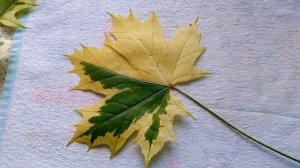 Сохрани красоту(поделки из листьев)