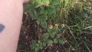 Немного о розах