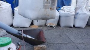 Протравитель бюджетный