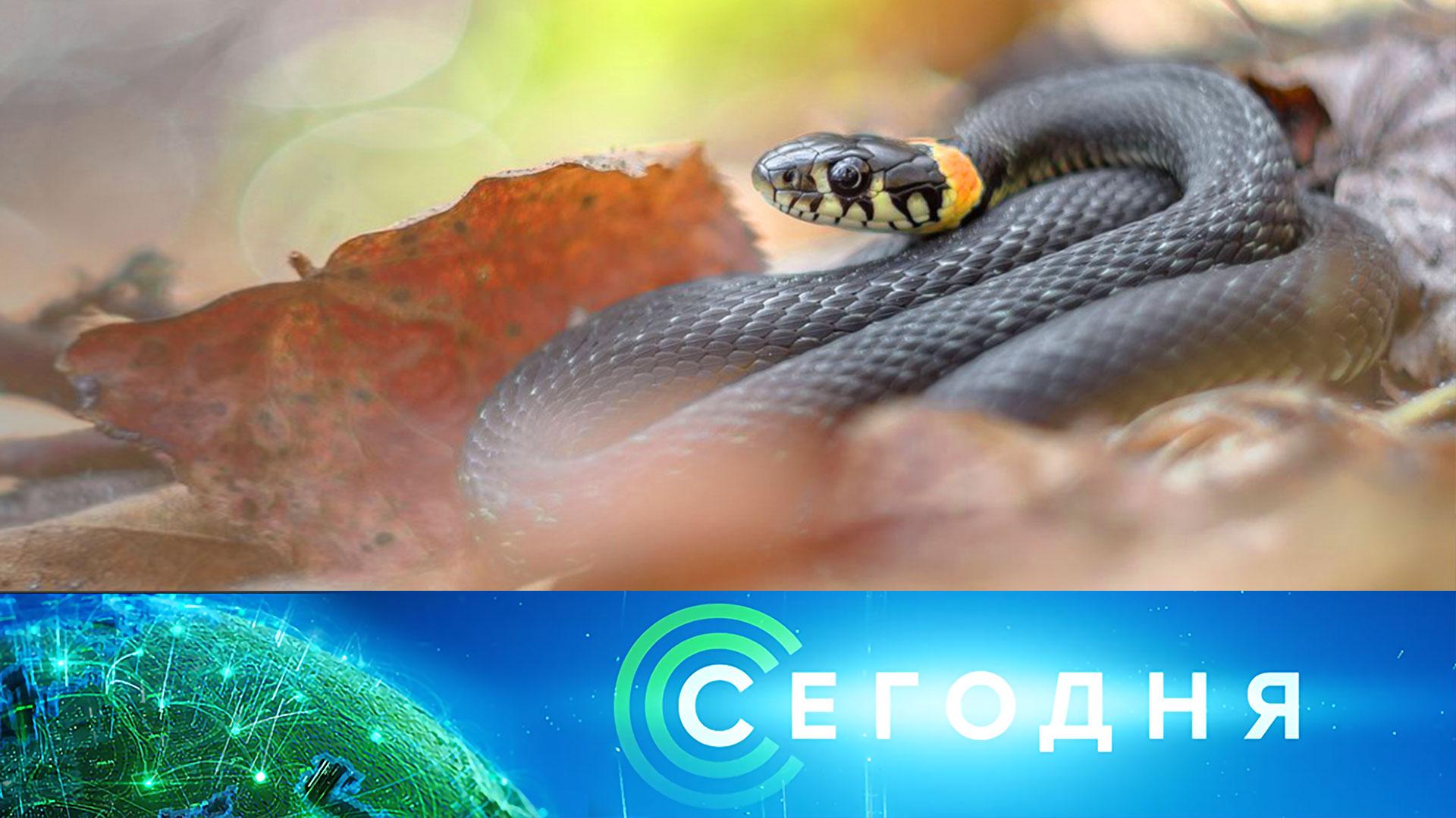 «Сегодня»: 15 июля 2023 года. 10:00 | Выпуск новостей | Новости НТВ