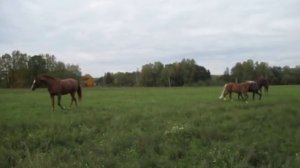 Табун(ст.Сергея Есенина)Дмитрий Лунев
