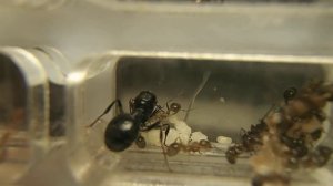 Муравьи Messor structor матка откладывает яйцо