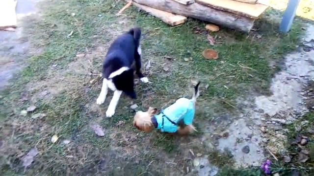 РЕЛ и йоркширский терьер смотреть онлайн