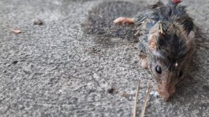 Как умирает мышь