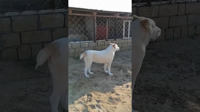 central asian dog, alabai,&Caucasian shepherd dog, кавказская овчарка и алабай